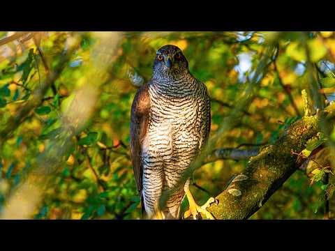 A Full Year in Wales: Land of the Wild (4K Documentary) | Our World thumbnail