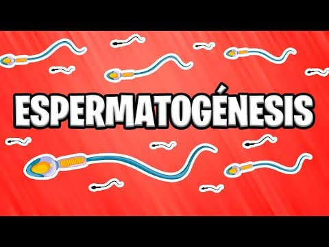 ✅ ESPERMATOGÉNESIS ¿Como se forman los espermatozoides?  | EMBRIOLOGÍA 📚 thumbnail