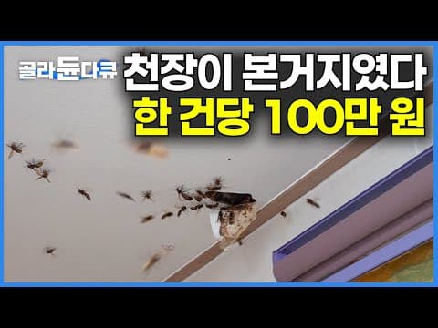 전국에서 하루 작업 의뢰 건수만 4건. 한국에서 폭발적 증가! 집 천장 살짝 뚫었더니 기다렸다는 듯이 우르르 쏟아진다｜한 건에 100만 원｜장수 말벌 퇴치｜극한직업｜#골라듄다큐 thumbnail