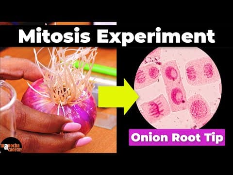 Mitosis Experiment Onion Root Tip Procedure thumbnail