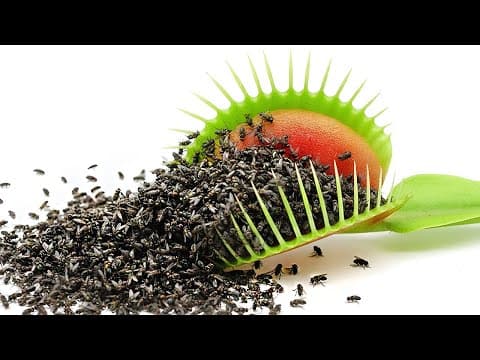 1,000 Flies vs. Venus Fly Trap thumbnail