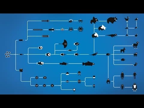How Does Evolution Create Species Diversity? thumbnail