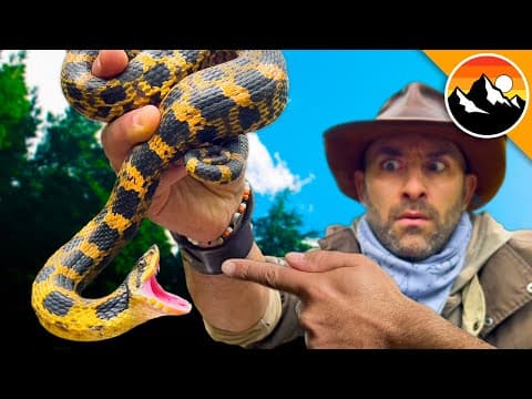 Do Hognose Snakes Bite or Just Bluff? thumbnail
