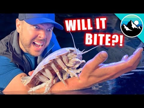 What Happens When You Touch a Giant Isopod? thumbnail