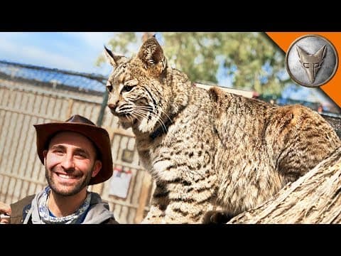 How Can We Help Build a New Home for Hunter the Bobcat? thumbnail