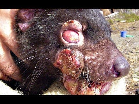 DEVIL FACIAL TUMOR DISEASE - Smarter Every Day 140 thumbnail