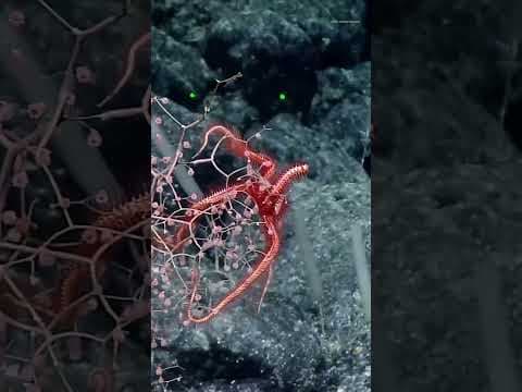Melody Jue | Synesthesia of the Seawater thumbnail