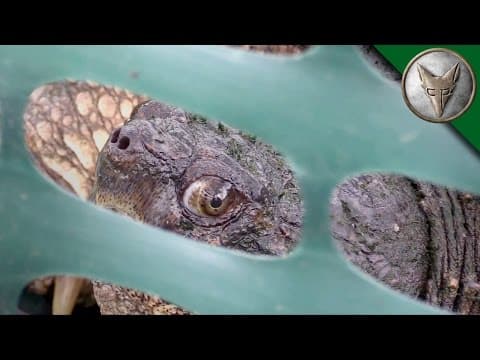 How Many Giant Snapping Turtles Were Caught in Lost Lake? thumbnail