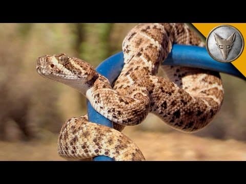 Are Baby Rattlesnakes Dangerous or Just Cute? thumbnail