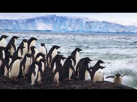 What Is Life Like in Antarctica? thumbnail
