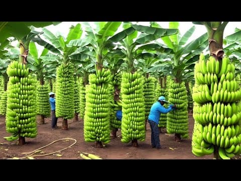 136 Million Tons Of Bananas Are Harvested And Processed This Way | Farming Documentary thumbnail