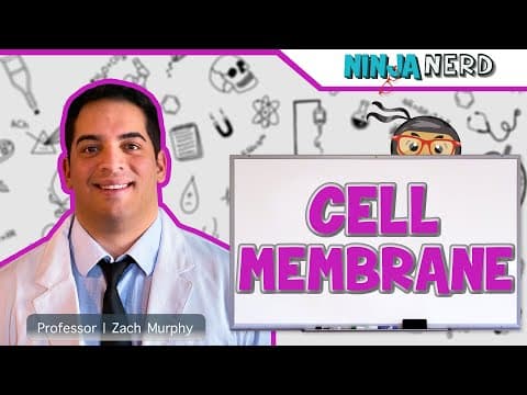 Cell Membrane Structure and Function Explained thumbnail
