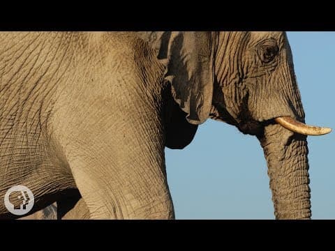 How Do Elephants Communicate Using Their Feet? thumbnail