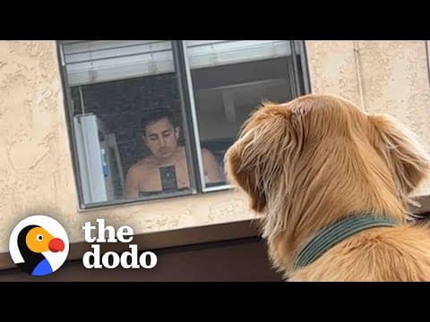 Golden Makes Friends With His Neighbor On The Opposite Balcony | The Dodo Soulmates thumbnail