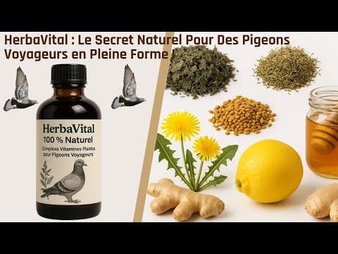 HerbaVital : Le Secret Naturel Pour Des Pigeons Voyageurs en Pleine Forme ! thumbnail