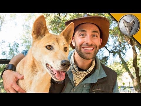 Can a Coyote Join a Dingo Pack at Billabong Sanctuary? thumbnail