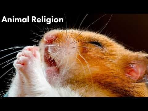 Are Animals Religious? thumbnail