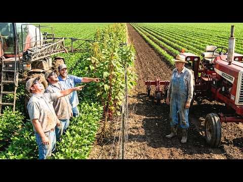 They Sprayed Every Field — Then the Superweeds Came and His Was the Only Clean Ground thumbnail