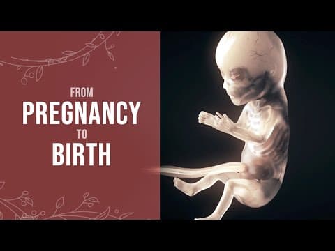 Pregnancy - How a Wonder is Born! (Animation) thumbnail
