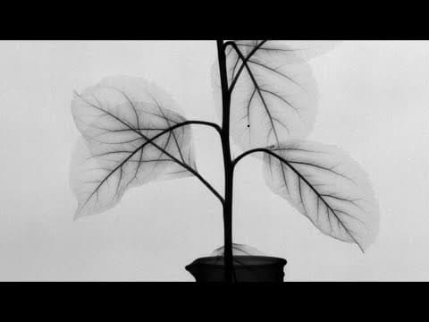 X-ray timelapse of fluid movement in plants, stop-motion animation, sensor teardown/repair thumbnail