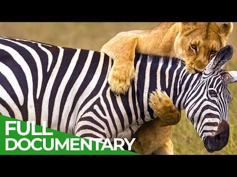 Fight or Flight: Survival at All Costs | Free Documentary Nature thumbnail