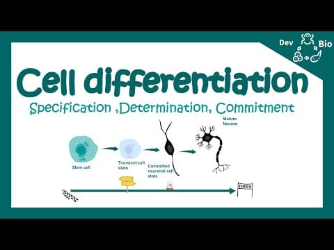 Cell differentiation | Fate specification | Specification vs determination | Developmental biology thumbnail