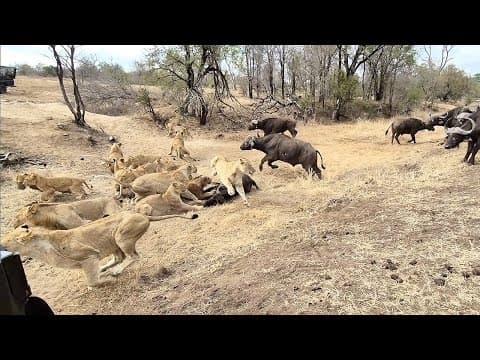 An EPIC SIGHTING! Battle between lions and buffalo 🦁🐃🤠 thumbnail