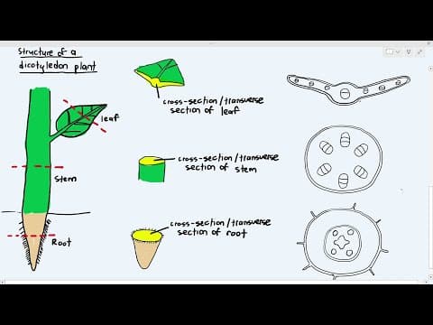 7-1 Types of Dicotyledon Plant Tissues (Cambridge AS A Level Biology, 9700) thumbnail