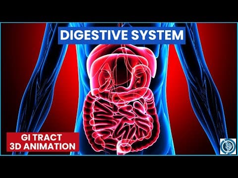 3D Digestive System of Human Body | Gastrointestinal Tract Animation thumbnail