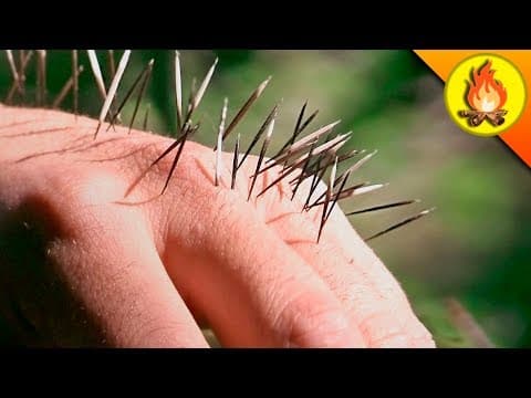 Why Did Coyote Intentionally Get Quilled by a Porcupine? thumbnail