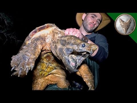 How to Capture an Alligator Snapping Turtle in Louisiana thumbnail