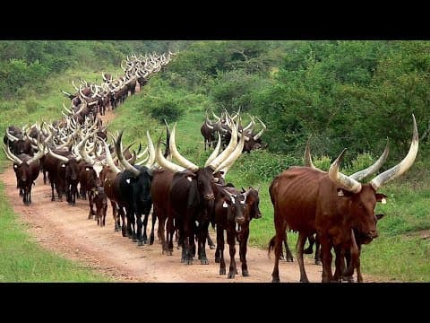 Millions Of Longhorn Cattle In America And Africa Are Raised This Way - Cattle Farming thumbnail