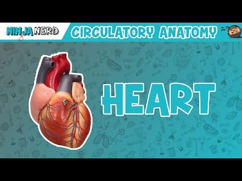 What Is the Anatomy of the Heart and Its Structures? thumbnail