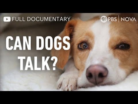 Can Dogs Talk? | Full Documentary | NOVA | PBS thumbnail