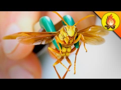 Is the Executioner Wasp the Most Painful Sting Ever? thumbnail