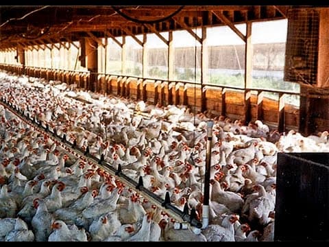 If Killing Animals Is Wrong How Can Eating Meat Be Okay? thumbnail