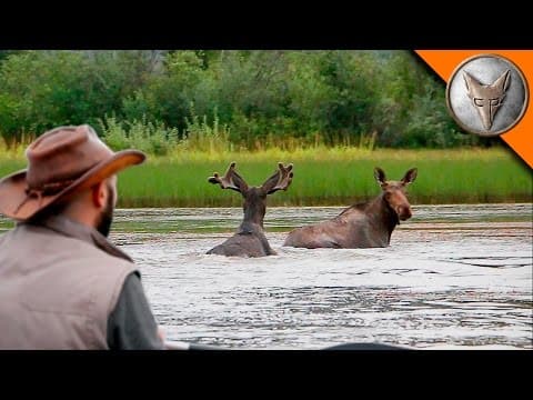 How to Film Moose Swimming in Alaska Safely thumbnail