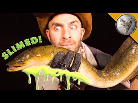 How to Catch the Elusive Australian Long Finned Eel thumbnail