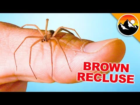 How to Identify and Handle a Brown Recluse Spider Safely thumbnail