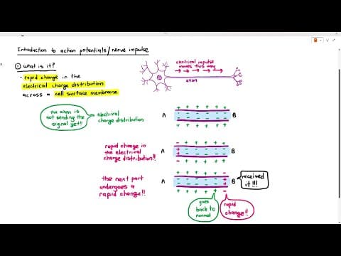 15-4 What is 'Action Potential' or 'Nerve/Electrical Impulse?' (Cambridge AS A Level Biology, 9700) thumbnail