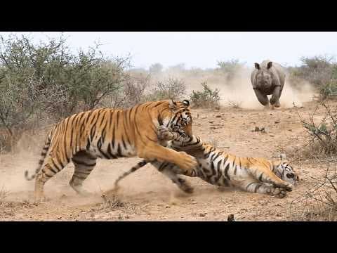 Tiger Pays The Price After Losing Against a Rhino thumbnail