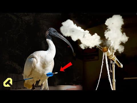 A Bird Was Shot with an Arrow – I Built a Rescue Device thumbnail