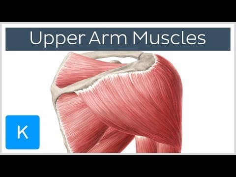 Muscles of the upper arm and shoulder blade - Human Anatomy | Kenhub thumbnail