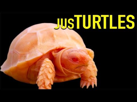 Tortoise HYBRIDS and MORPHS and the ETHICS of Breeding Them thumbnail