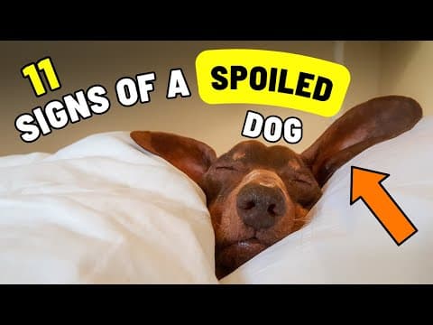 Is Your Dog Spoiled? 11 Signs thumbnail