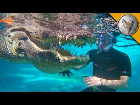 Is It Safe to Swim with Alligators in the Everglades? thumbnail