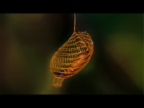 Nature's 3D Printer: MIND BLOWING Cocoon in Rainforest - Smarter Every Day 94 thumbnail