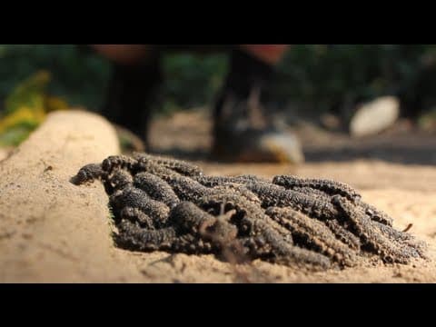 STRANGE but GENIUS Caterpillar Speed Trick - Smarter Every Day 93 thumbnail