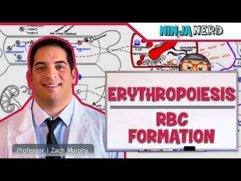 Hematology | Erythropoiesis: Red Blood Cell Formation: Part 1 thumbnail