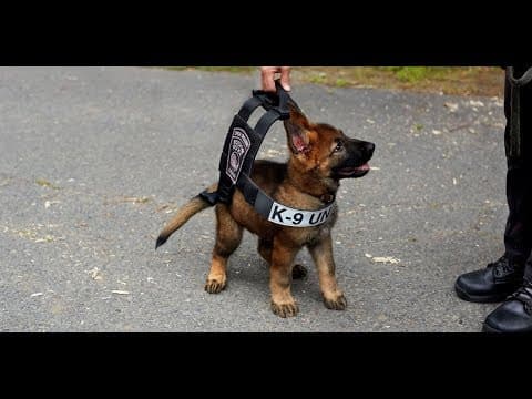 20 minutes of k9 takedowns thumbnail